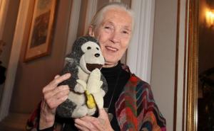 Planète - Jane Goodall: «Comment se fait-il que ce soit l’espèce la plus intelligente qui soit en train de détruire la planète?»