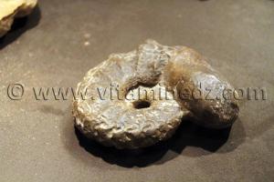 fossiles d\'animaux préhistoriques , Tamanrasset, Musée de l\'Ahaggar (parc culturel de l’Ahaggar)