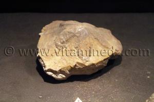 Fossiles d\'animaux préhistoriques , Tamanrasset, Musée de l\'Ahaggar (parc culturel de l’Ahaggar)