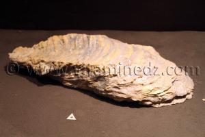 Fossiles d\'animaux préhistoriques , Tamanrasset, Musée de l\'Ahaggar (parc culturel de l’Ahaggar)