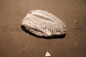 Animaux fossilisés à Tamanrasset, Musée de l\'Ahaggar (parc culturel de l’Ahaggar)