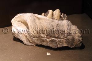 Animaux fossilisés à Tamanrasset, Musée de l\'Ahaggar (parc culturel de l’Ahaggar)