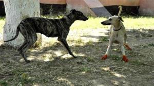 Algérie - L'élevage du sloughi... un patrimoine en voie de disparition