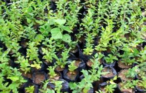 Pépinière de Tagma (Tizi Ouzou): début d’activité en 2015