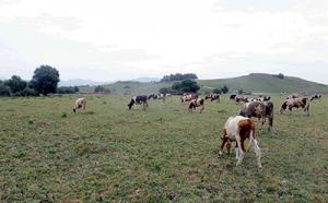 Fête du lait à Imaloussen (Tizi Ouzou):  Les éleveurs réclament l’aide de L’Etat