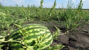 Engouement sur la culture de la pastèque dans la région sud de Ghardaïa