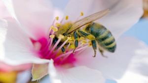 Planète - Des pesticides à base de venin d'araignées pour protéger les abeilles