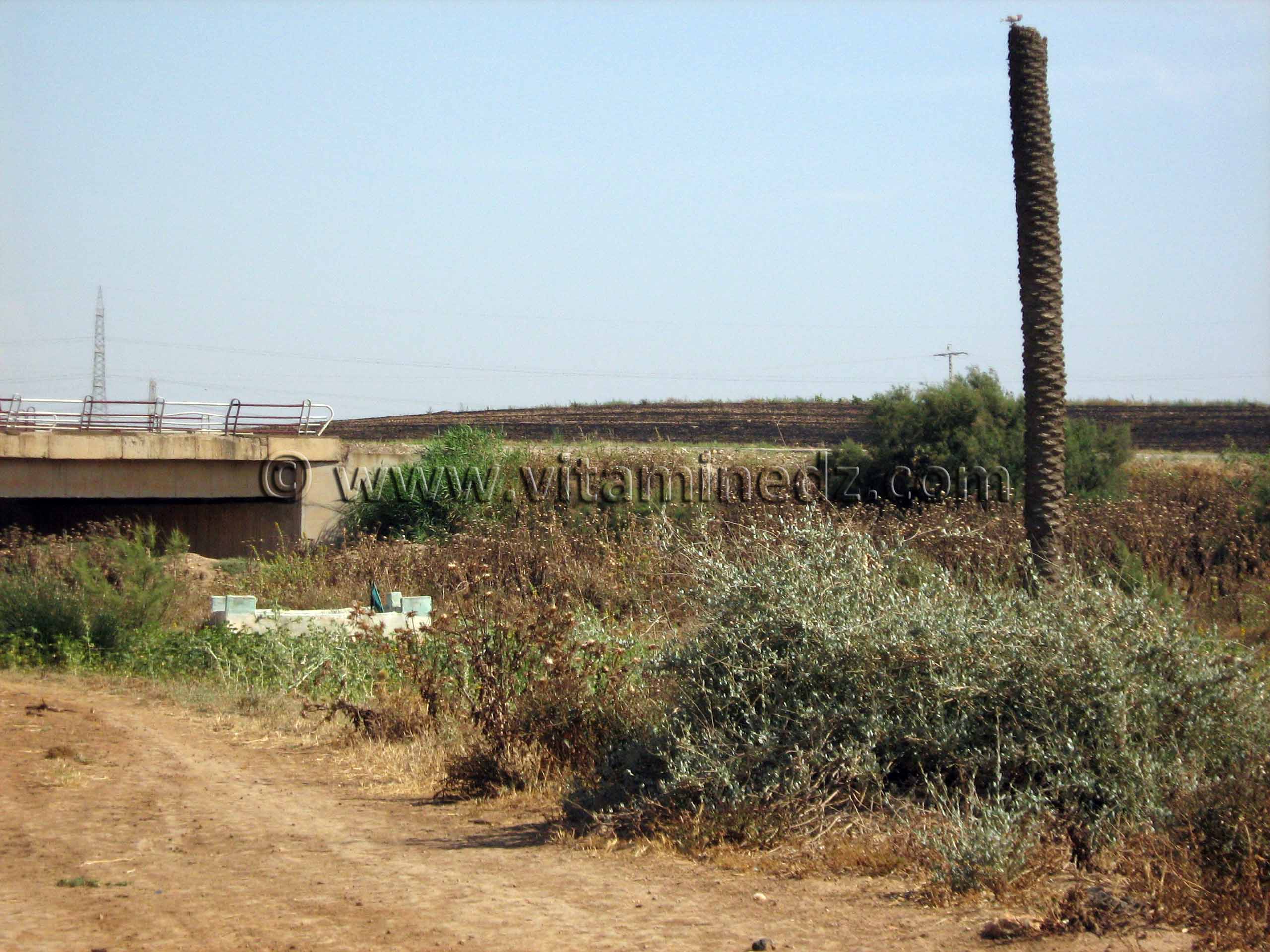 Oued El Maleh (Rio Salado), lieu supposé de la mort de Baba Arroudj