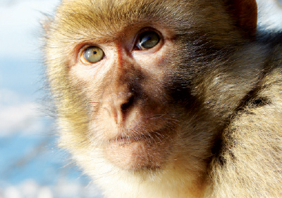 Algérie - Le singe magot, un cousin en grande difficulté