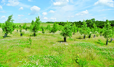Tlemcen - Environnement: Cap sur la reforestation