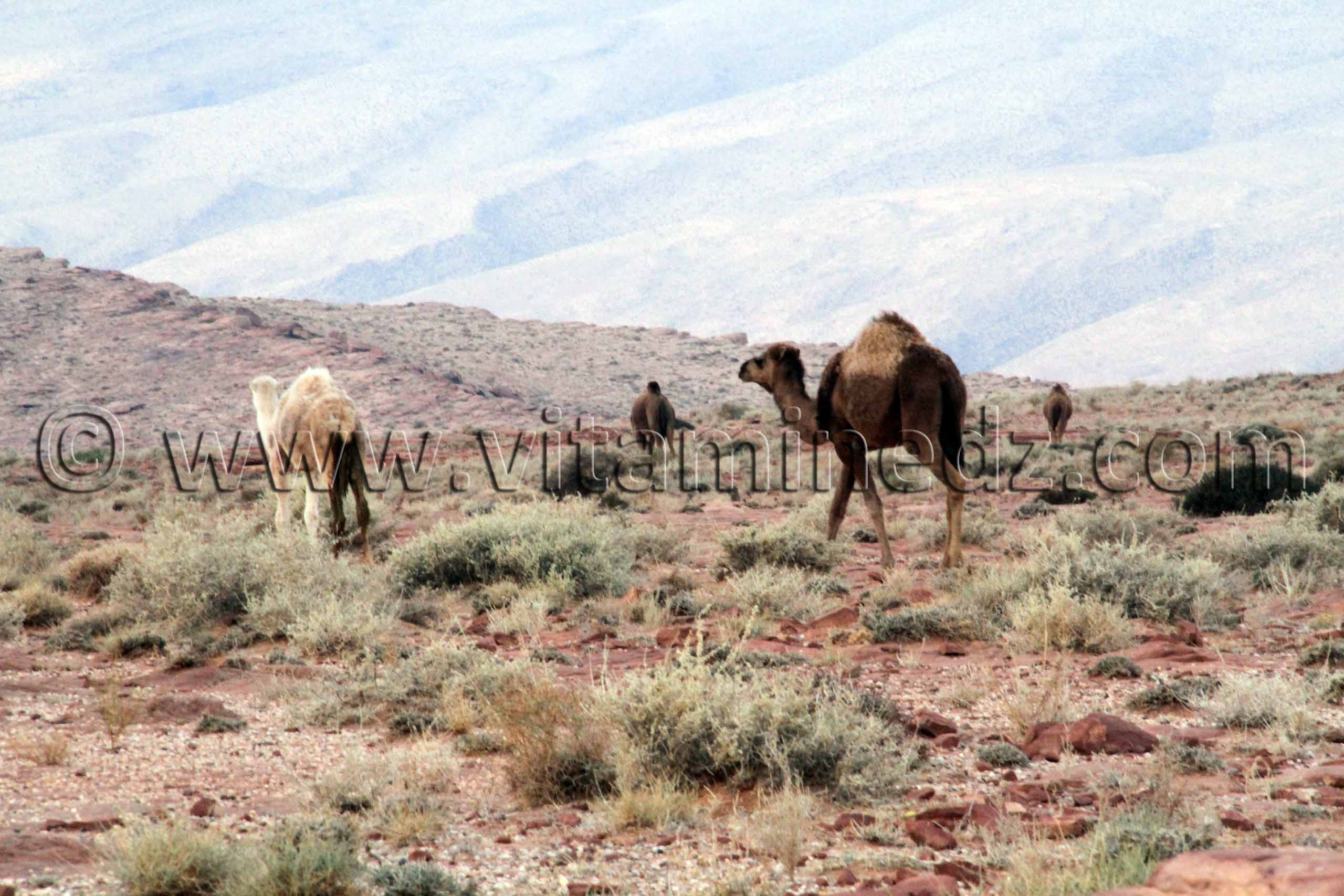 Boussemghoun et ses paysages à couper le souffre, Goubbas, Chameaux, L'oued El Gharbi