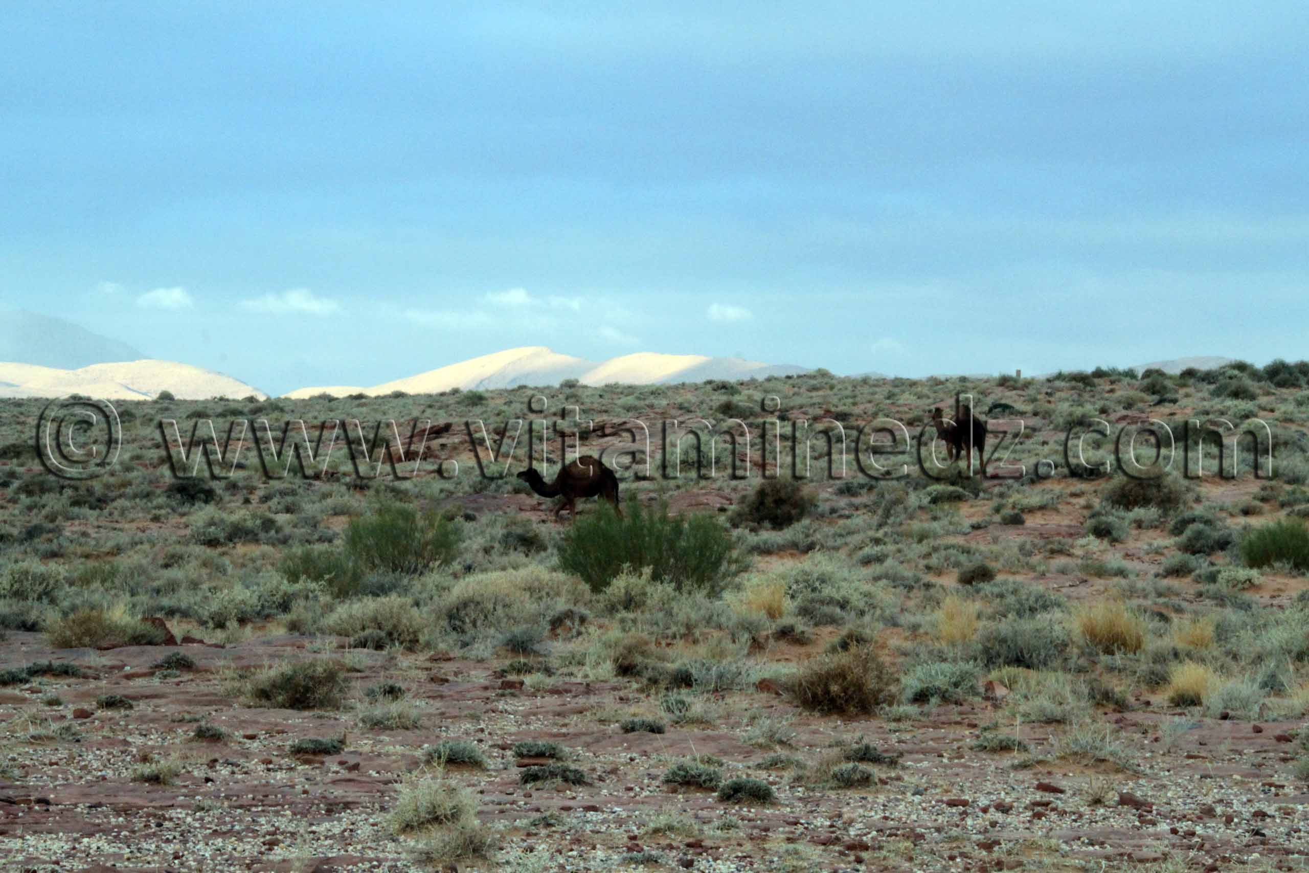 Boussemghoun et ses paysages à couper le souffre, Goubbas, Chameaux, L'oued El Gharbi