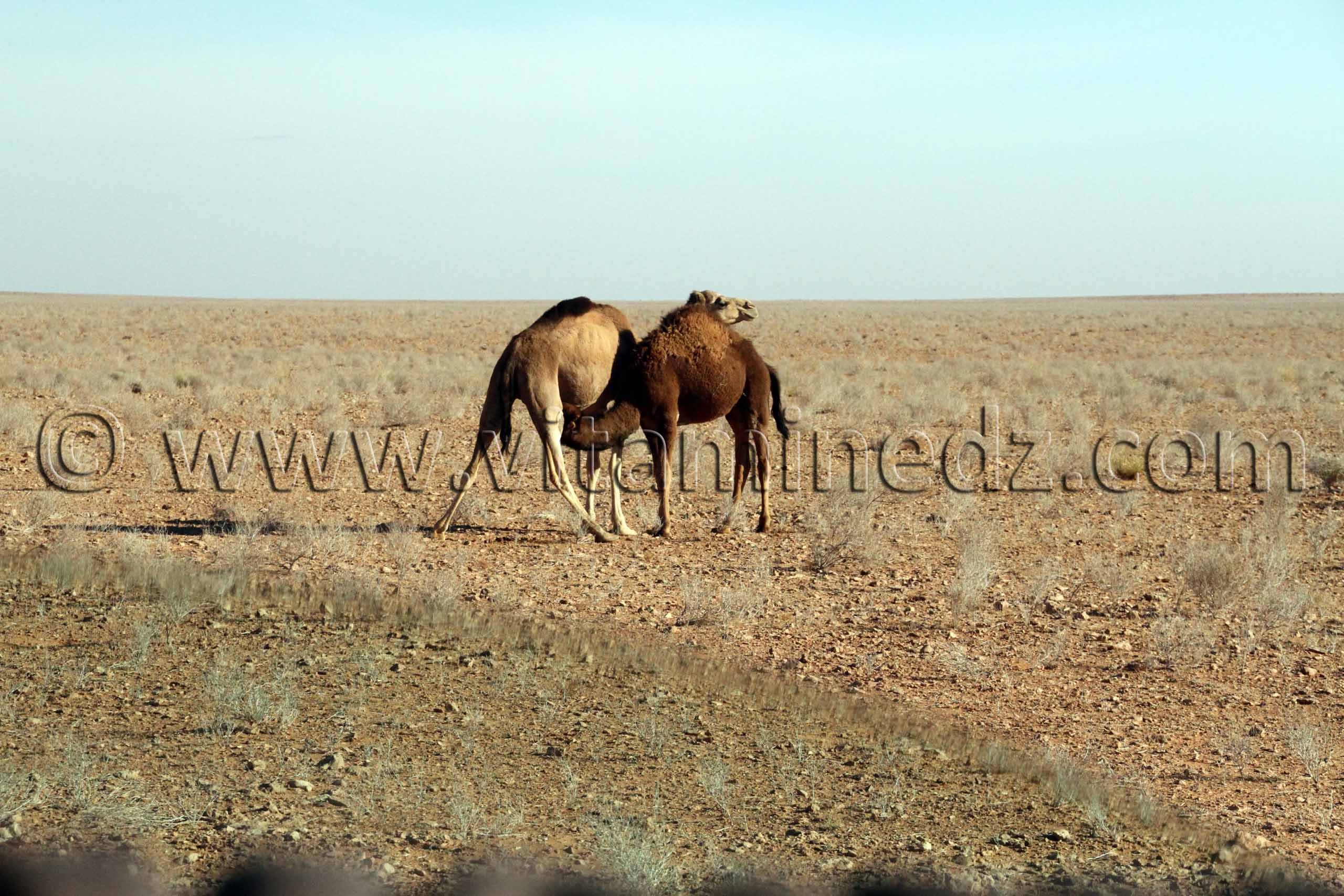 Un chamelon têtant une chamelle El Bnoud