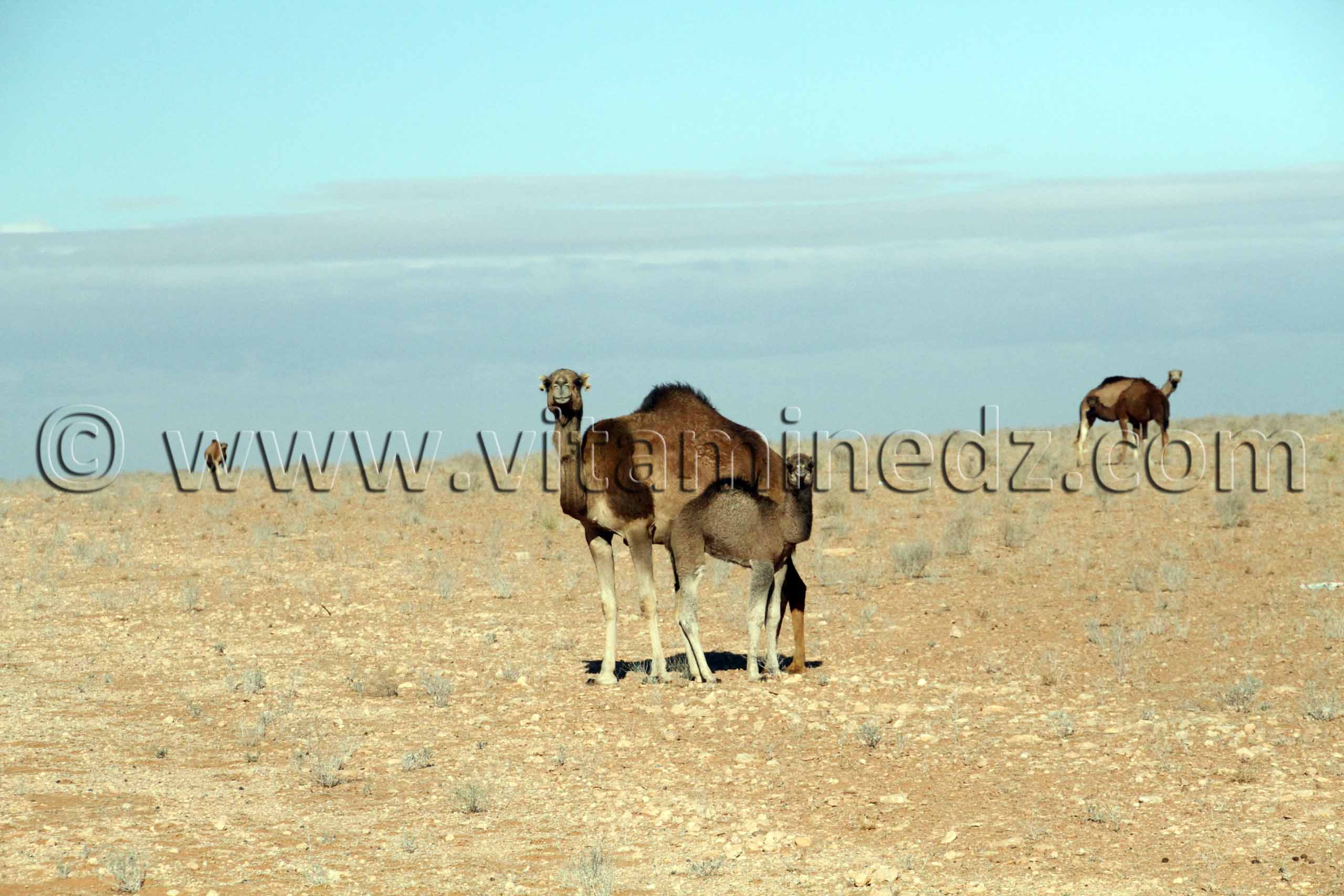 El Bnoud et ses paysages semi désertiques, hauts plateaux mais déjà les dunes et les chameaux font partie intégrante du décors