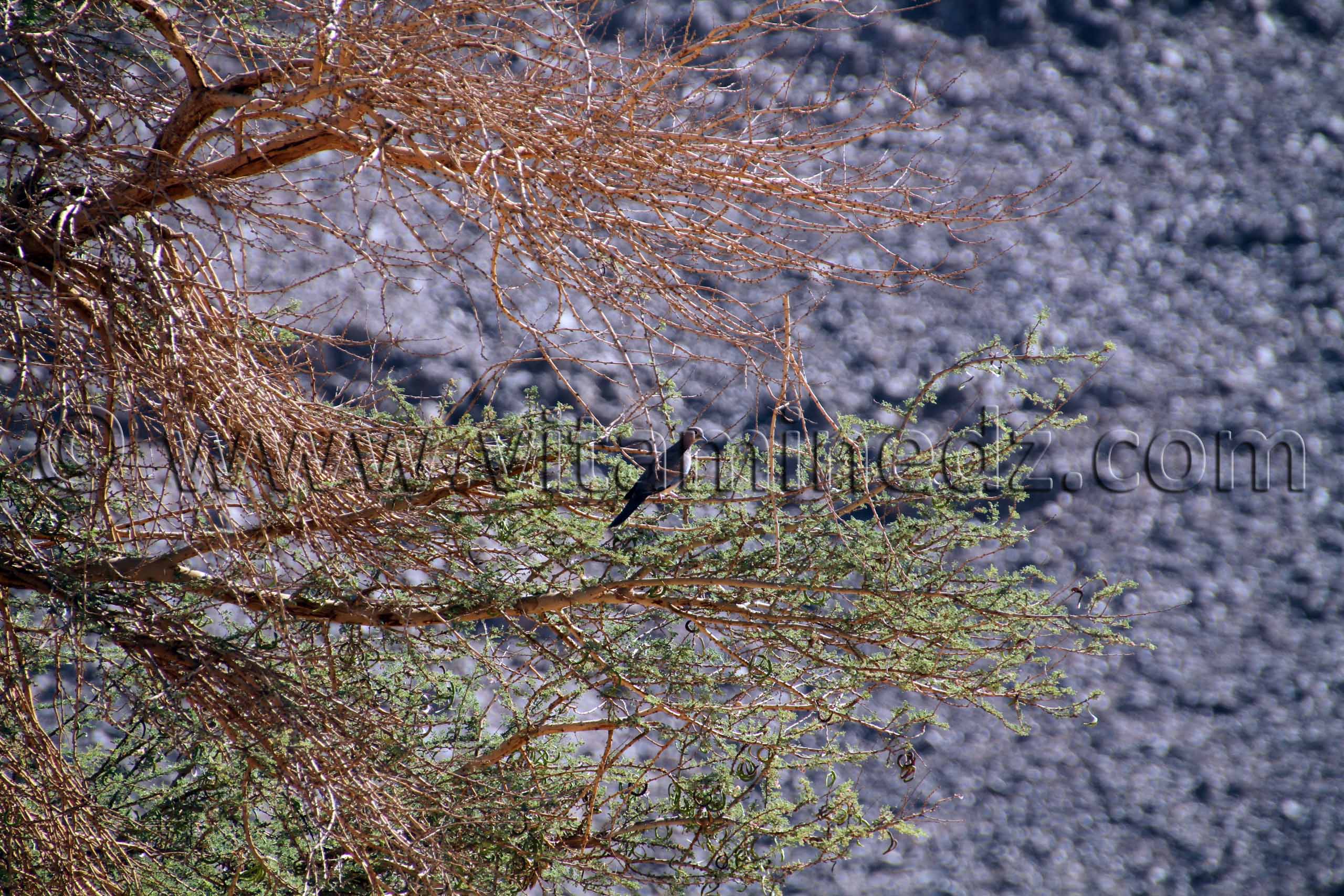 Oiseaux de La région de Oued Arak, des canyons de roches dures creusées par le temps une vraie merveille.