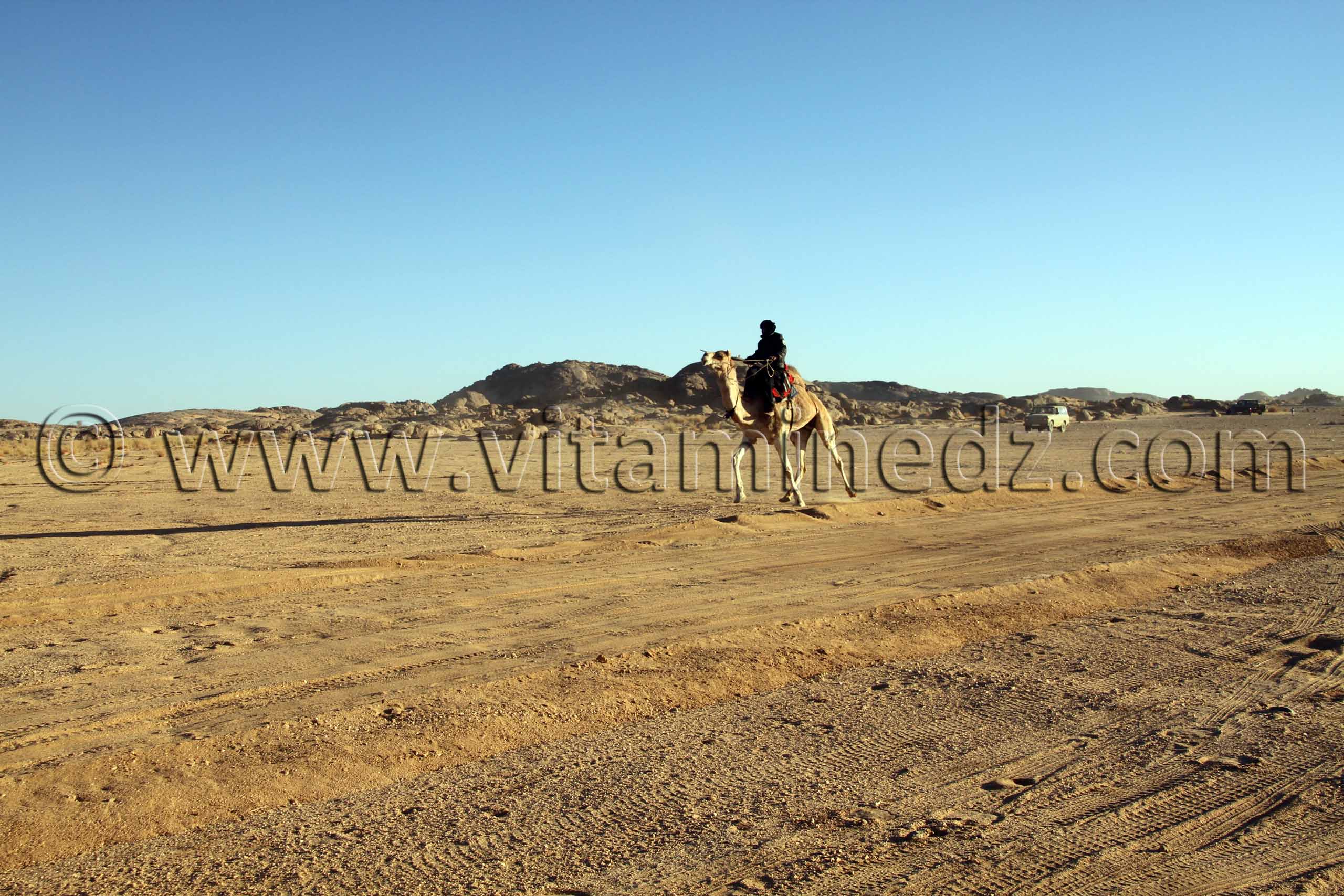 Course des dromadaires au 3ème festival Amni dans la région de Tit (40 Km au nord de Tamanrasset)