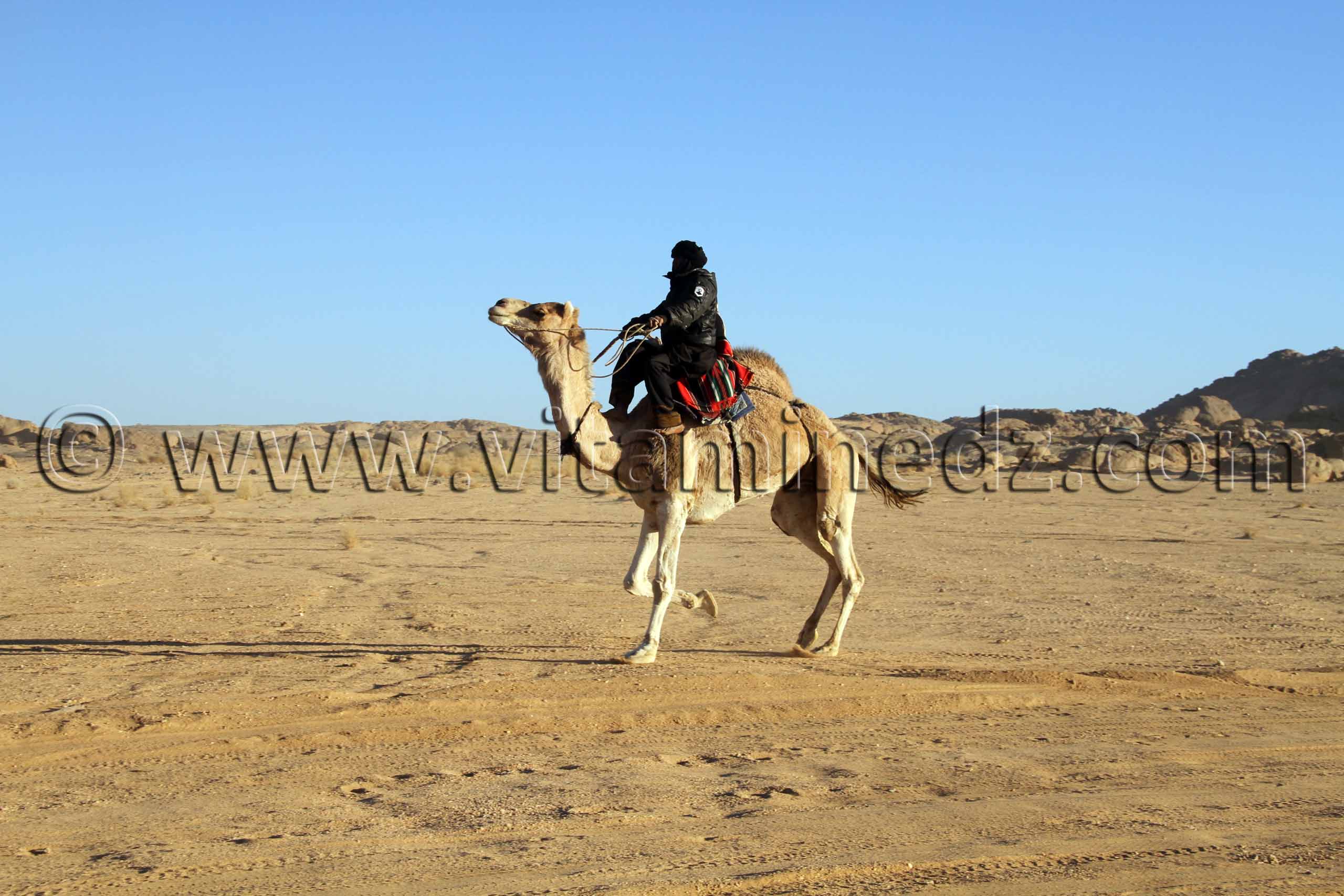 Courses de Méhari au niveau des régions de Tit - 3ème festival du dromadaire Amni dans la région de Tit (40 Km au nord de Tamanrasset)