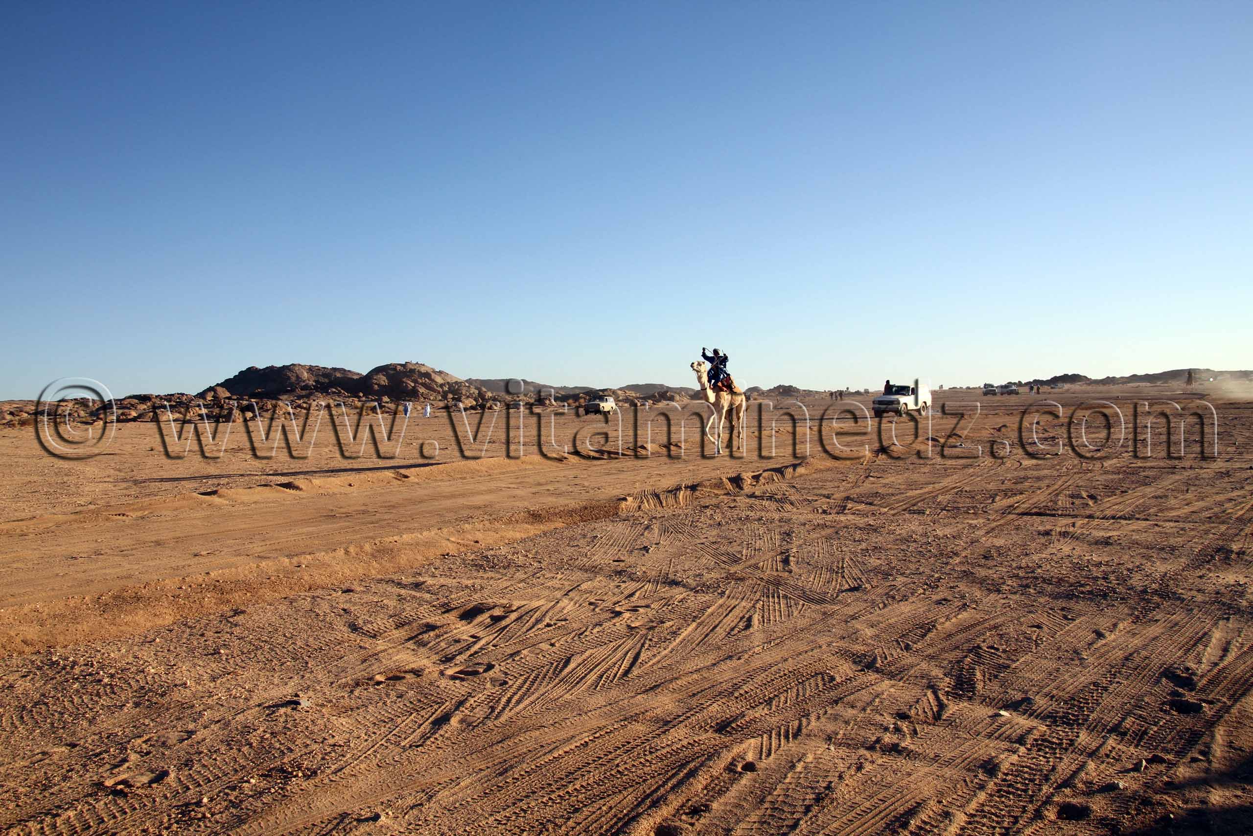Courses de Méhari au niveau des régions de Tit - 3ème festival du dromadaire Amni dans la région de Tit (40 Km au nord de Tamanrasset)