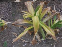 A El Marsa, la Scille maritime se fane, c'est l'été