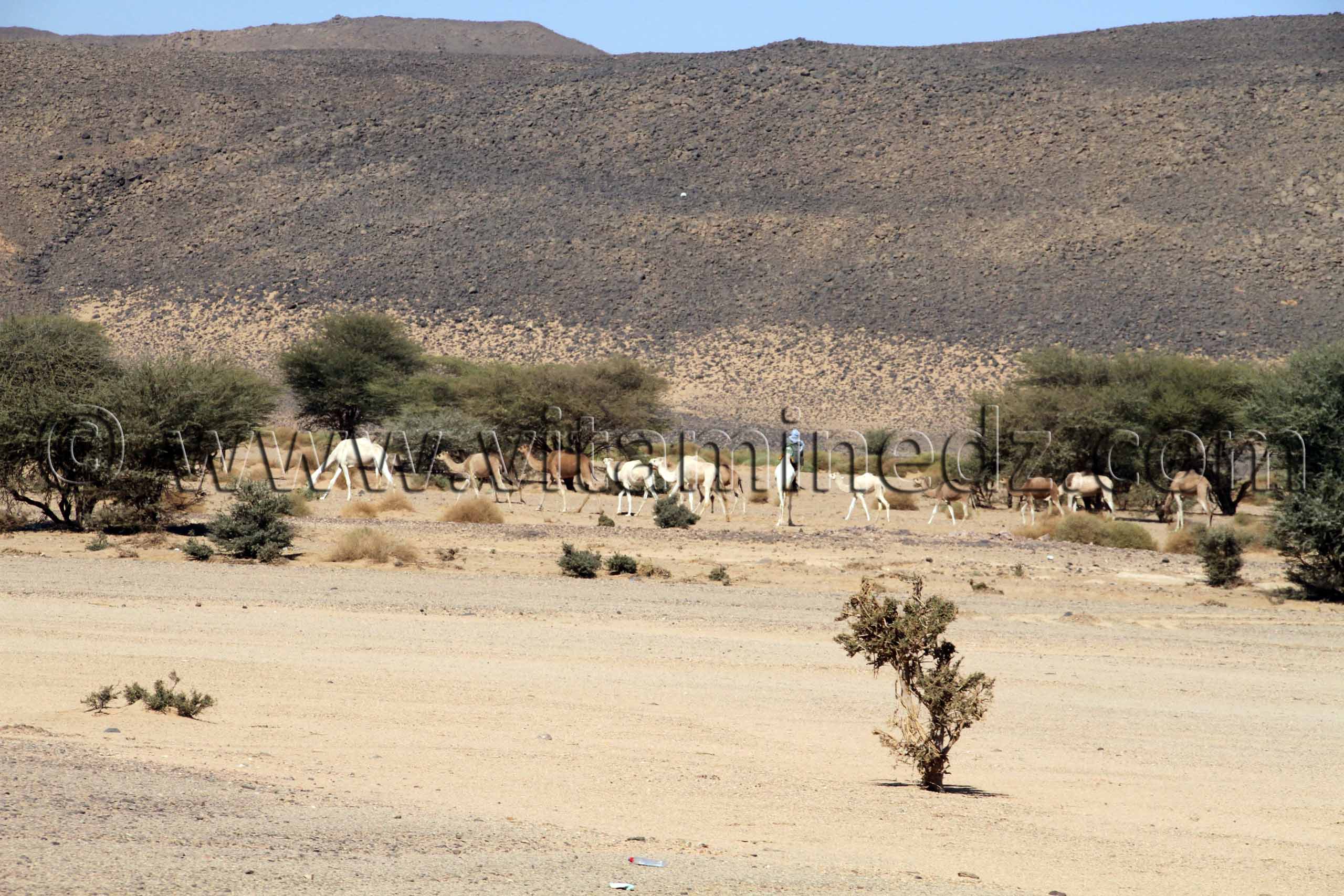 Troupeau de chameaux à Abalessa