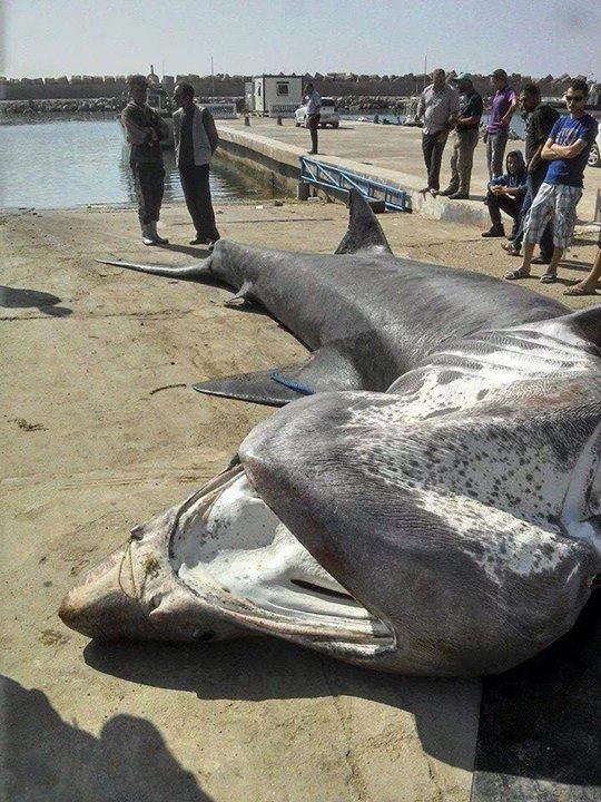 Tlemcen: Un requin pèlerin de 7m s'échoue à Honaine