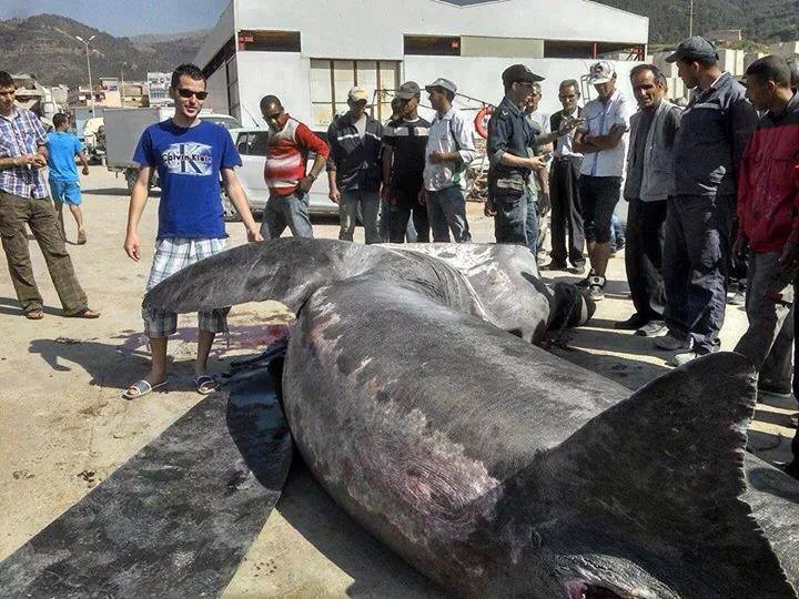 Un requin pèlerin de 7m s'échoue à Honaine (Tlemcen)
