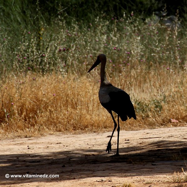 Cigogne  Faune et Flore d'Algérie aux montagnes des Beni Ouarsous (Tlemcen)