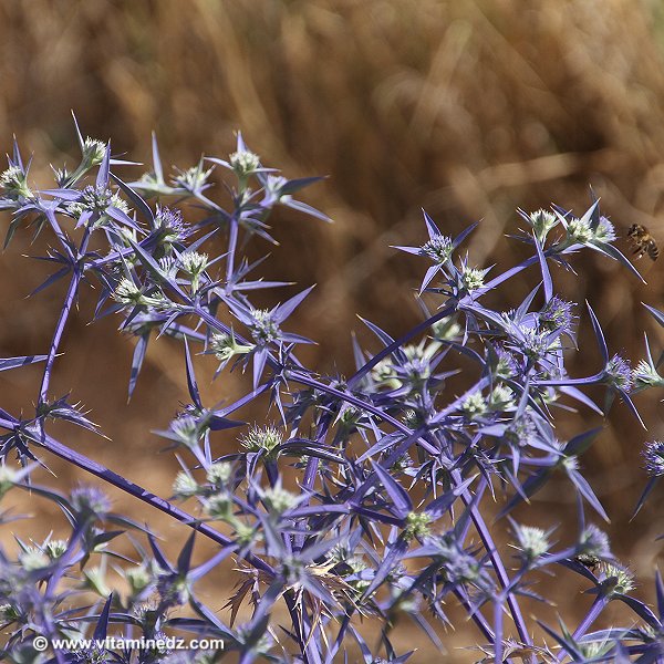 Faune et Flore d'Algérie aux montagnes des Beni Ouarsous (Tlemcen)