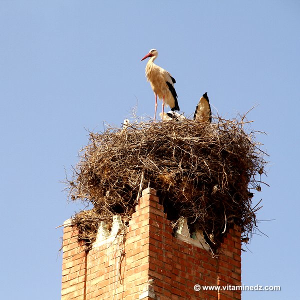 Cigognes  Faune et Flore d'Algérie aux montagnes des Beni Ouarsous (Tlemcen)