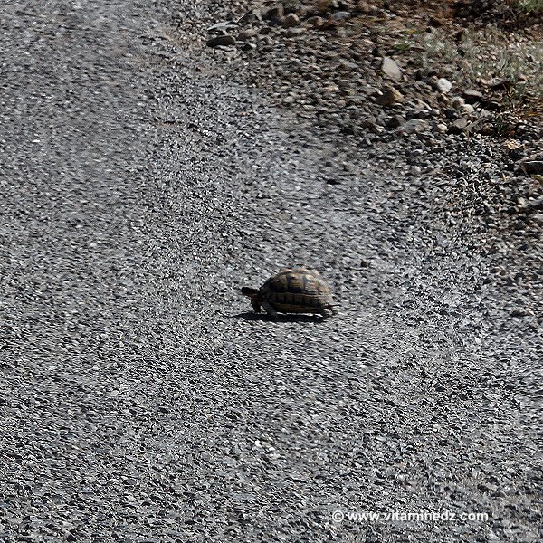 Tortue  Faune et Flore d'Algérie aux montagnes des Beni Ouarsous (Tlemcen)
