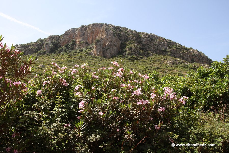 Laurier rose  Flore d'Algérie aux montagnes des Beni Ouarsous (Tlemcen)