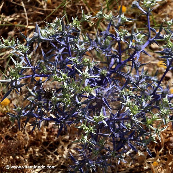 Faune et Flore d'Algérie aux montagnes des Beni Ouarsous (Tlemcen)
