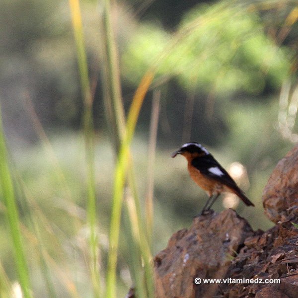 Rouge Gorge  Faune et Flore d'Algérie aux montagnes des Beni Ouarsous (Tlemcen)