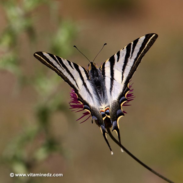 Faune et Flore d'Algérie aux montagnes des Beni Ouarsous (Tlemcen)