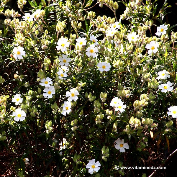 Faune et Flore d'Algérie aux montagnes des Beni Ouarsous (Tlemcen)