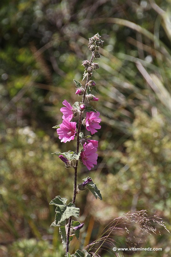 Faune et Flore d'Algérie aux montagnes des Beni Ouarsous (Tlemcen)