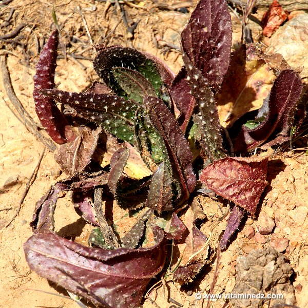 Faune et Flore d'Algérie aux montagnes des Beni Ouarsous (Tlemcen)
