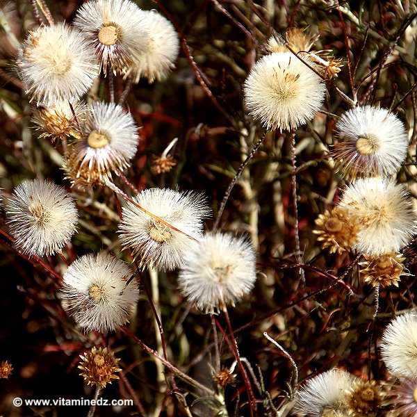 Faune et Flore d'Algérie aux montagnes des Beni Ouarsous (Tlemcen)