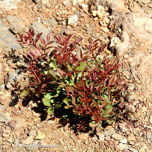 Faune et Flore d'Algérie aux montagnes des Beni Ouarsous (Tlemcen)