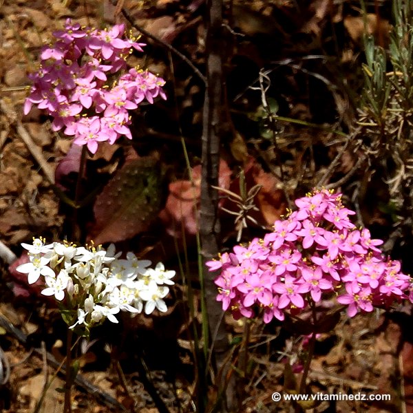 Faune et Flore d'Algérie aux montagnes des Beni Ouarsous (Tlemcen)