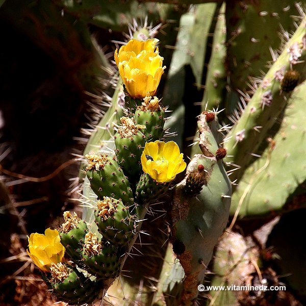Figuier de Barbarie  Faune et Flore d'Algérie aux montagnes des Beni Ouarsous (Tlemcen)