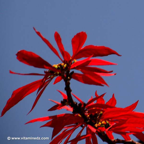 Faune et Flore d'Algérie aux montagnes des Beni Ouarsous (Tlemcen)