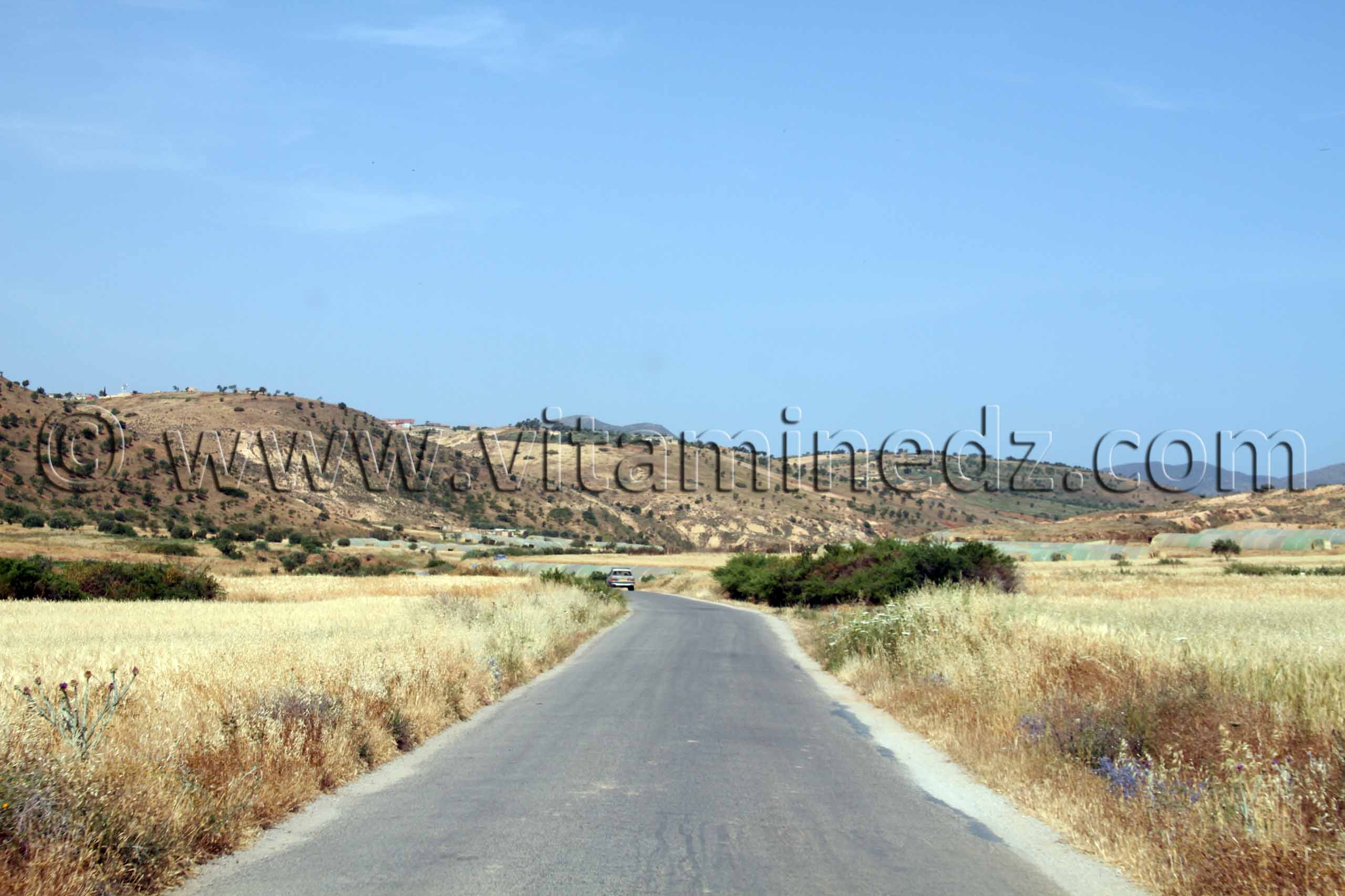 Champs près de Bordj Arima Beni Ouarsous - Wilaya de Tlemcen