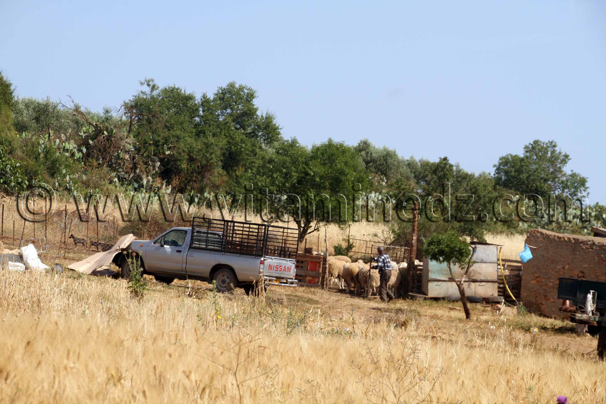 Agriculteur des Beni Ouarsous - Wilaya de Tlemcen