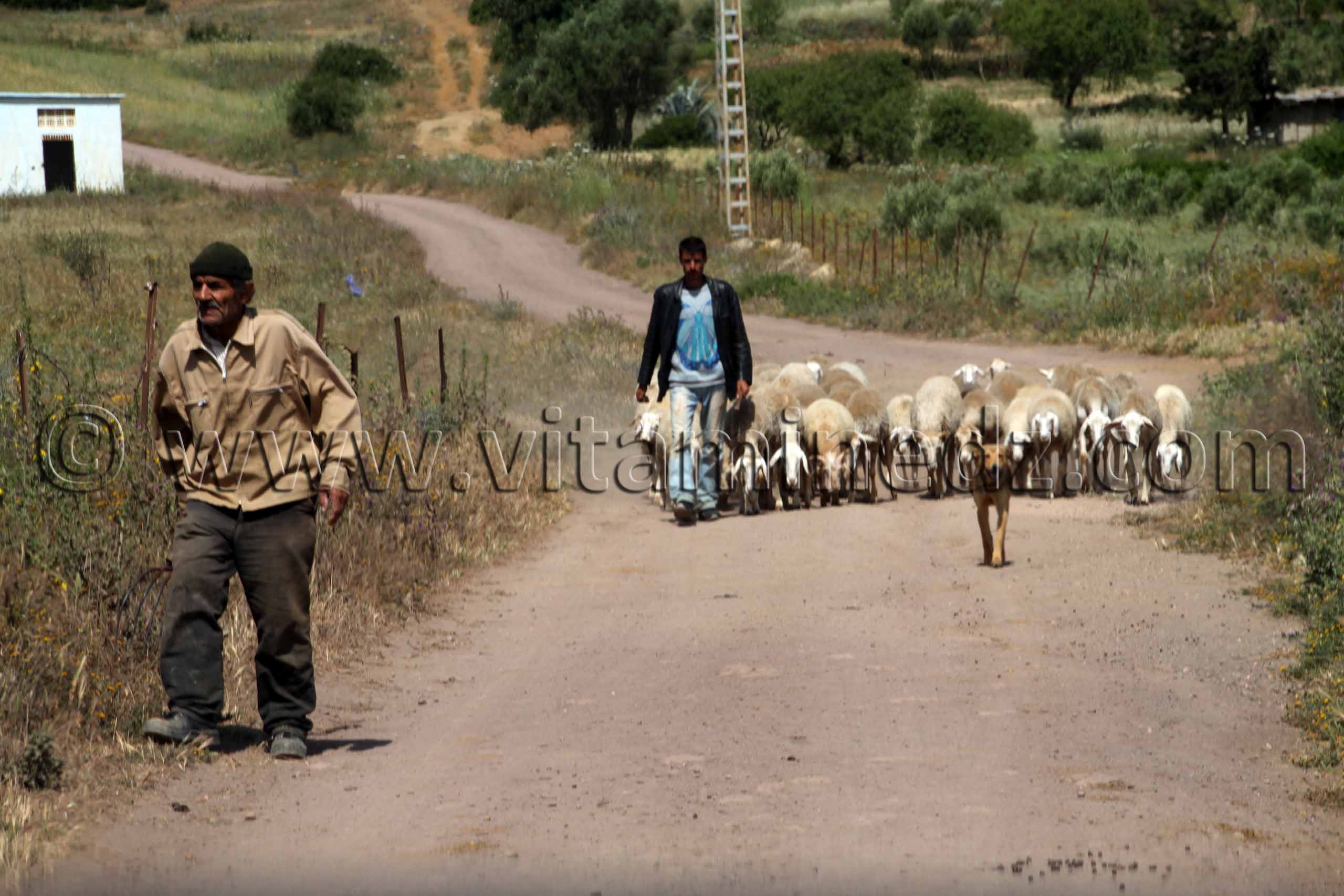 troupeau à Zarou (Zaghou) Beni Ouarsous - Wilaya de Tlemcen