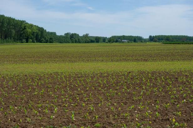 Planète - Dans les champs de maïs français, l'arrosage au goutte-à-goutte