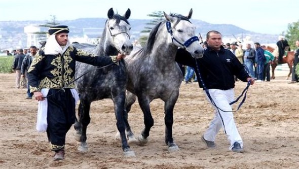 Tiaret - Renforcer la place du cheval barbe à l’échelle internationale (wali)