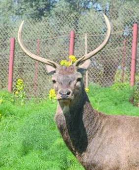 Souk Ahras -  Plaidoyer pour la protection du cerf de Barbarie