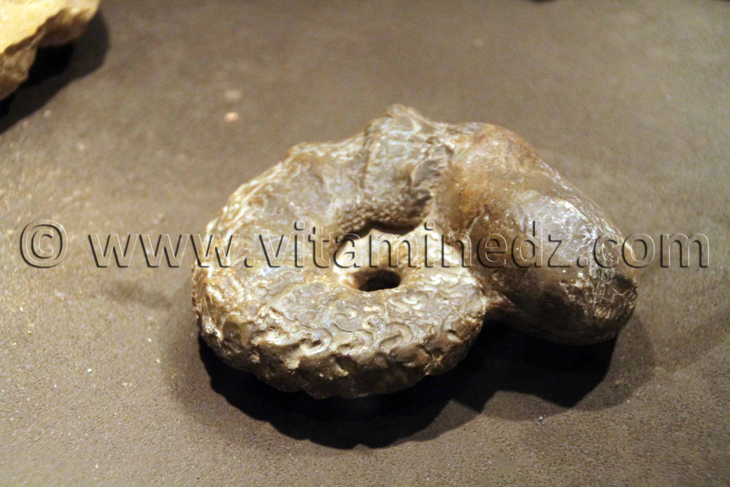 fossiles d'animaux préhistoriques , Tamanrasset, Musée de l'Ahaggar (parc culturel de l’Ahaggar)