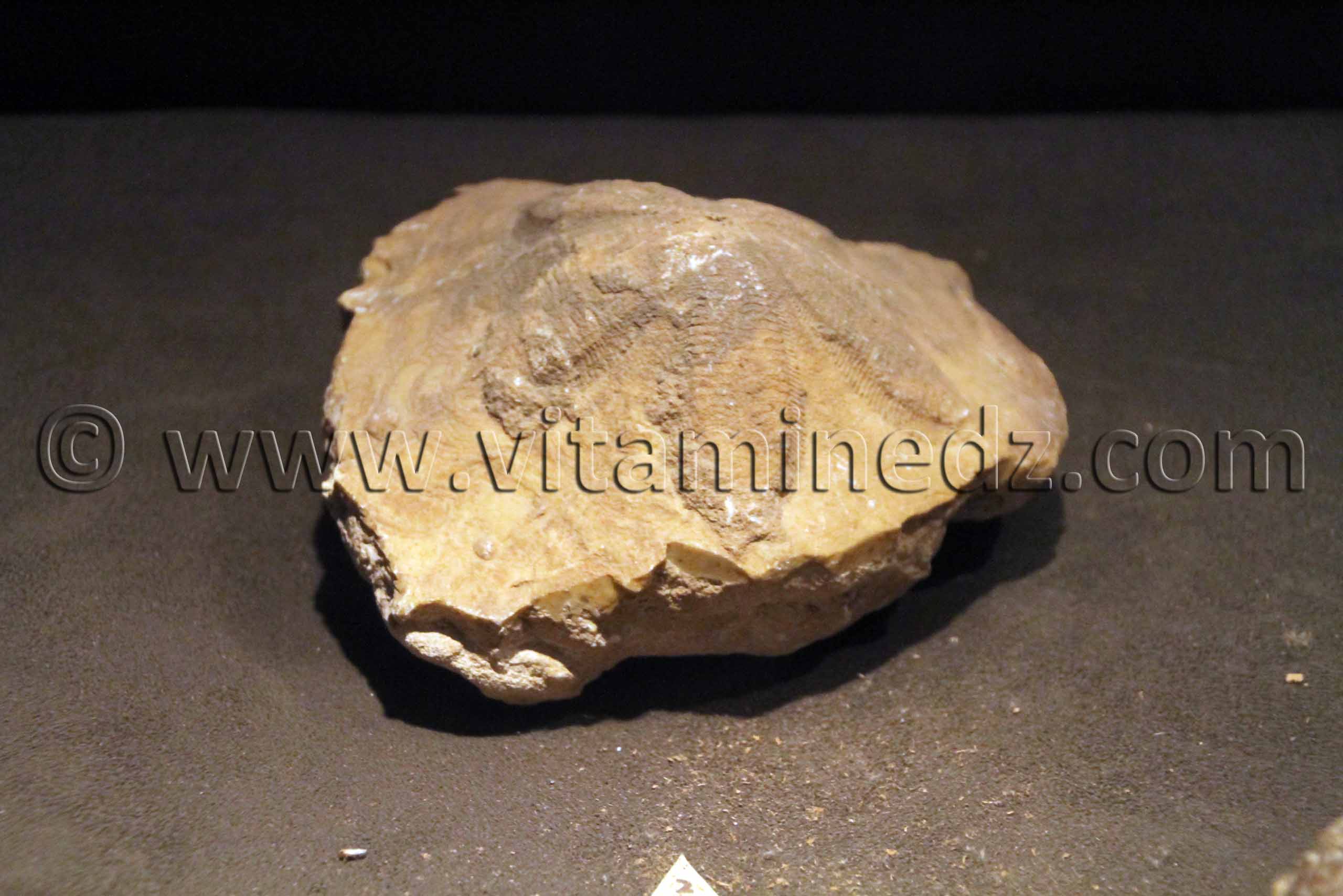 Fossiles d'animaux préhistoriques , Tamanrasset, Musée de l'Ahaggar (parc culturel de l’Ahaggar)